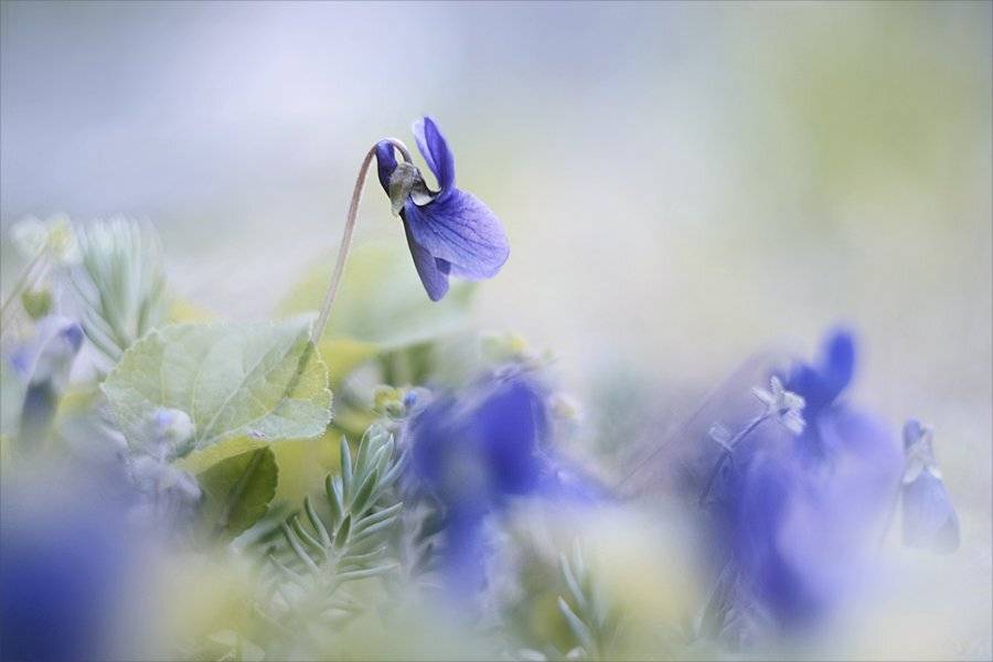 , Наталья Ова