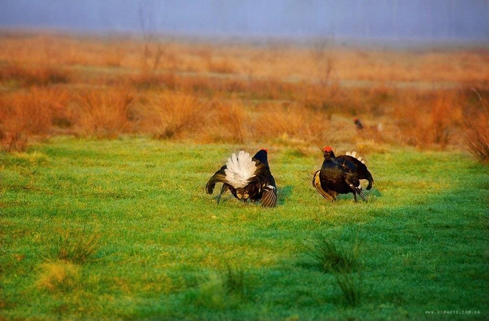 , Kantsyrenko Sergey