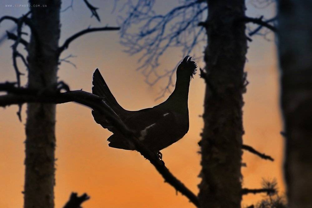 , Kantsyrenko Sergey