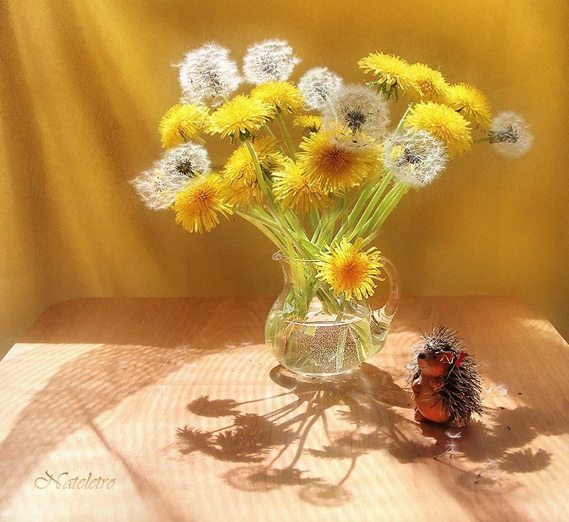 натюрморт, цветы, , одуванчики, утро, весна, свет, тень, ёжик Букет из солнышек фото превью