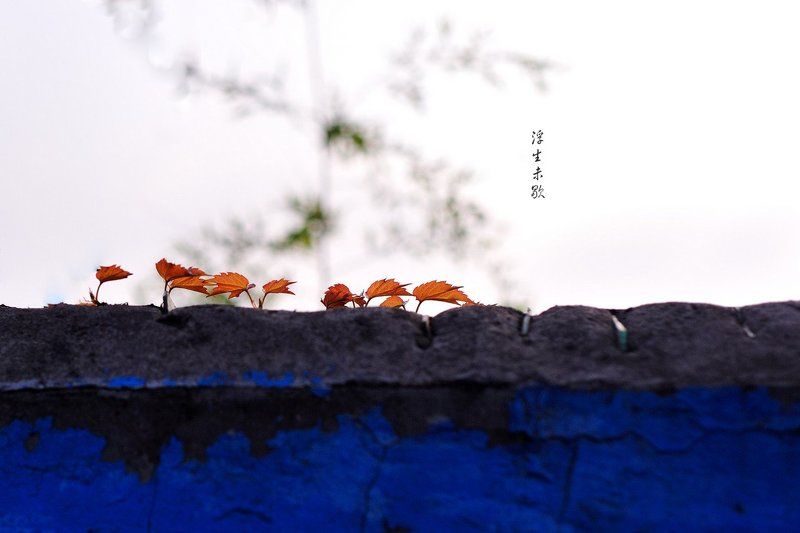 浮生未歇 фото превью