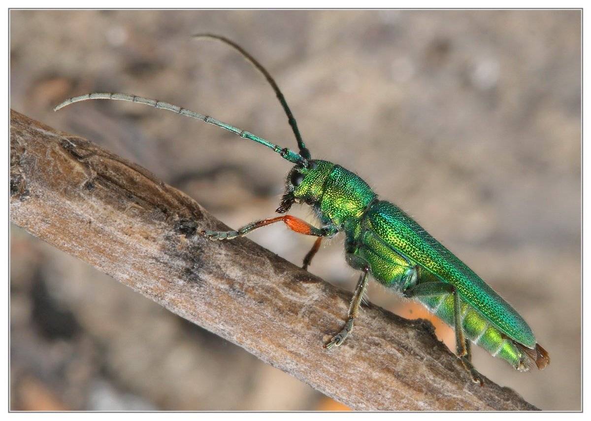 , Евгений Комаров