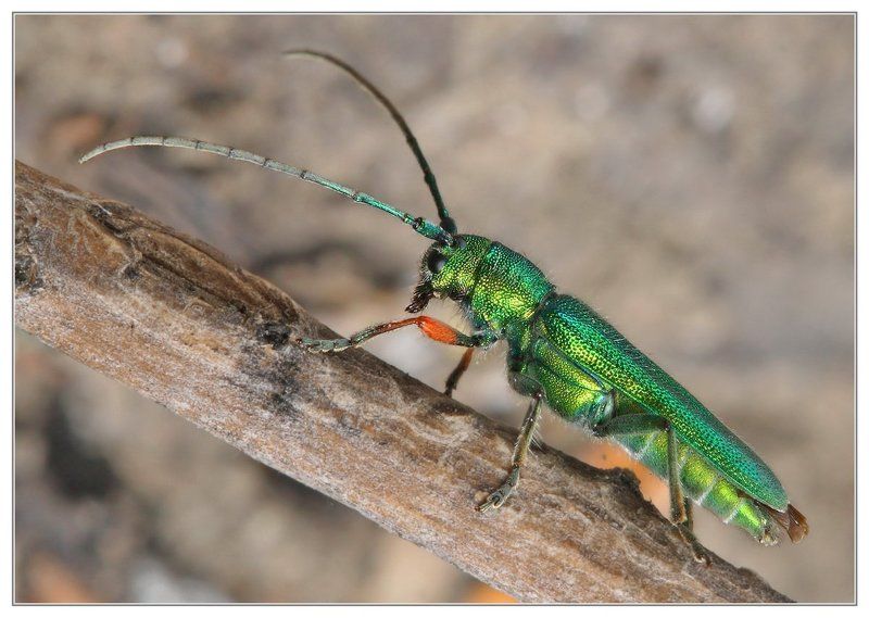 Малахитовый фото превью