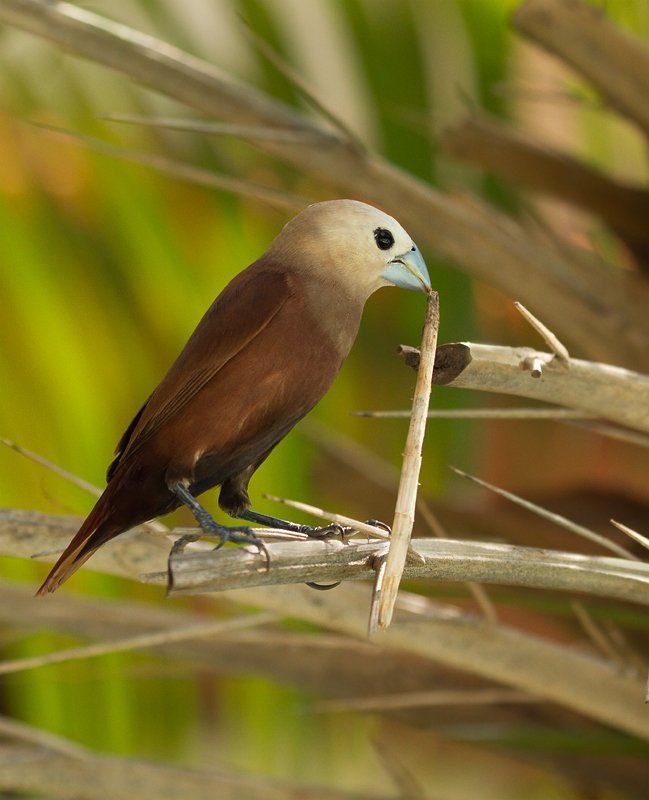 ткачик, брачные танцы, гнездо Брачные танцы с травинкой фото превью