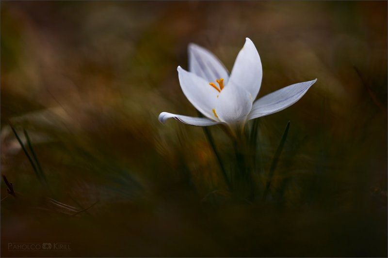 О крокусе фото превью