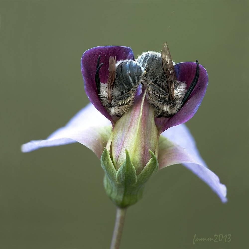 , Игорь ФУММ