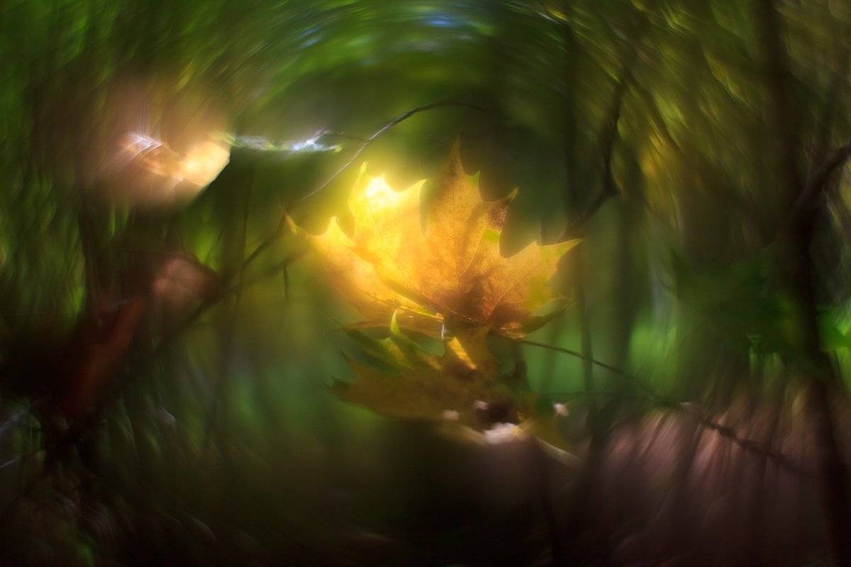 , Алексей Горохов