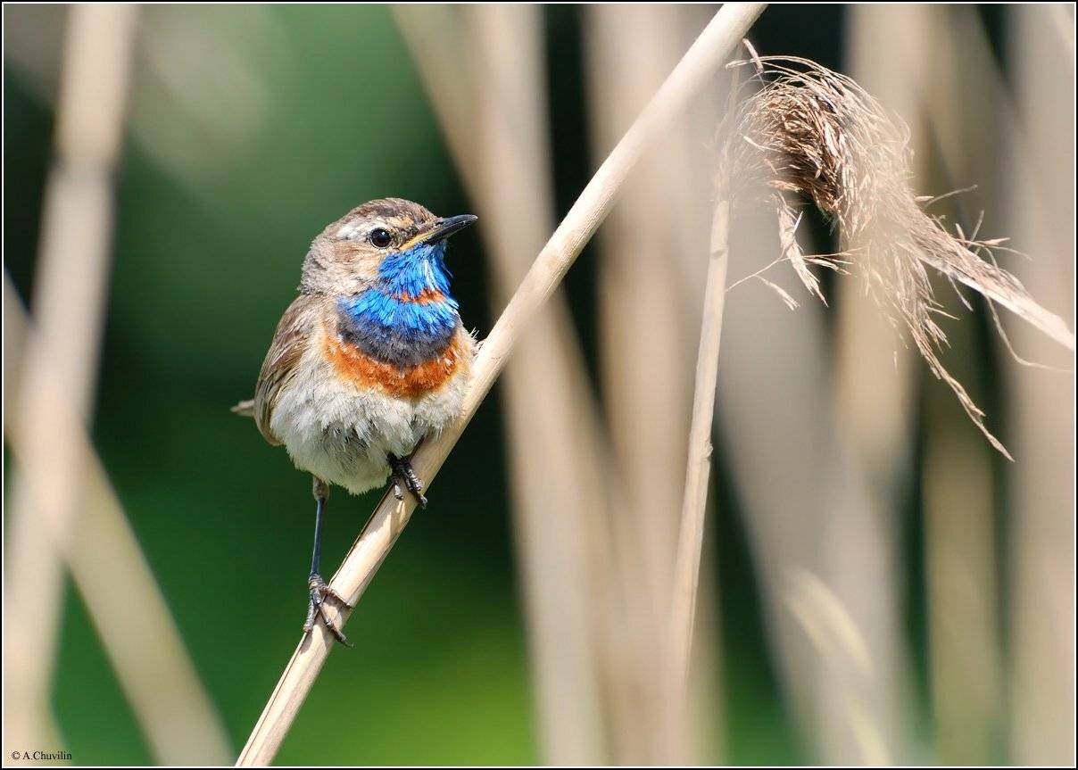 камыш,птица,варакушка,самец, Александр Чувилин