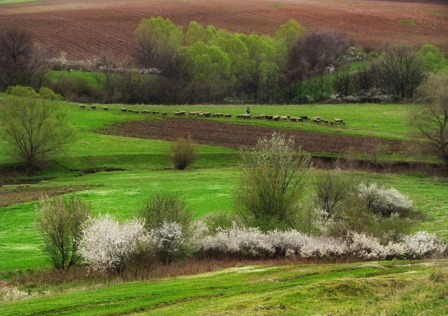 , Ирина Костова