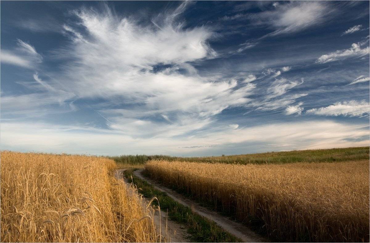 , Николай Шахманцир