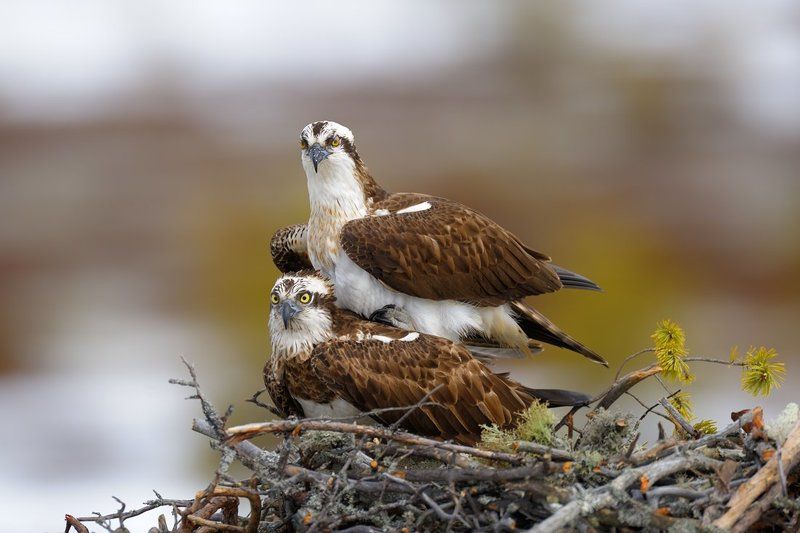 наблюдатели фото превью
