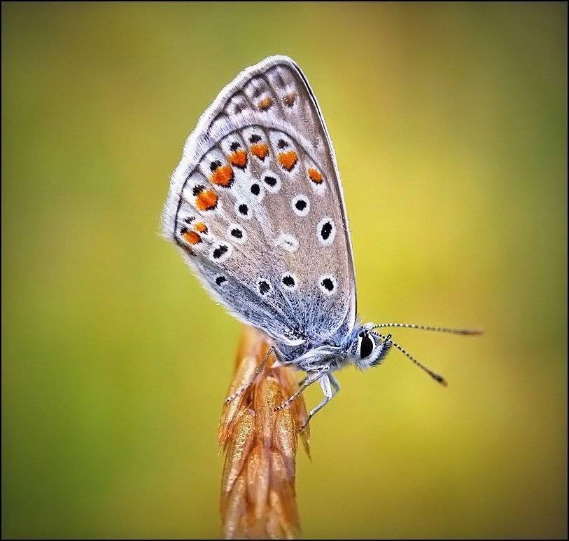 , Андрей Корочкин