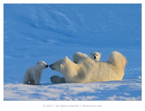 Белые на голубом