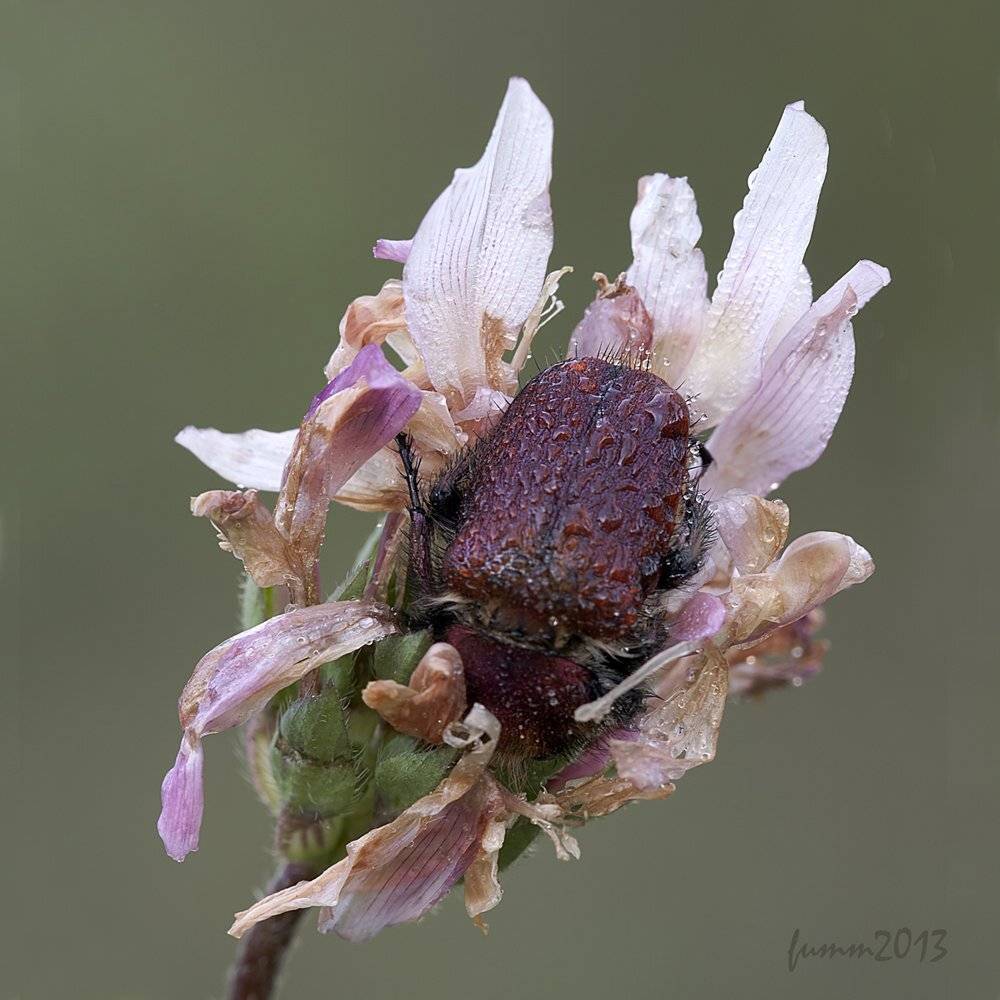 , Игорь ФУММ