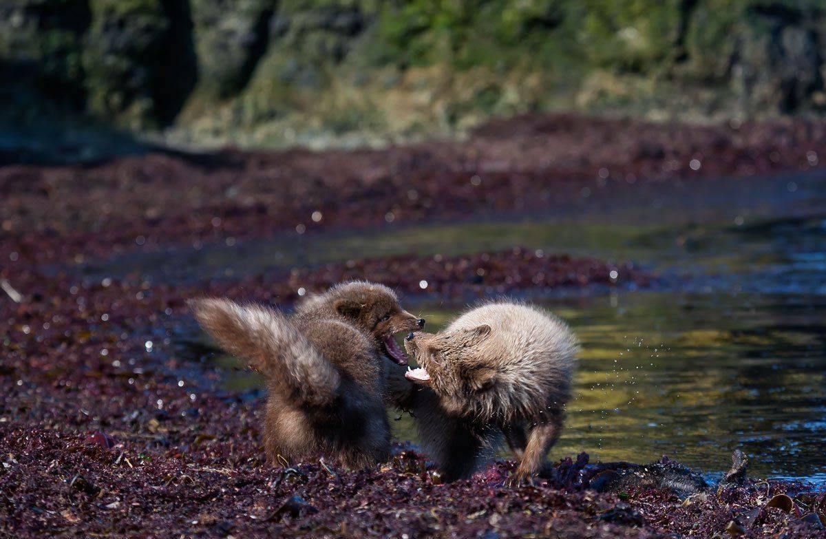 песцы, ссора, командоры, остров беринга, Дмитрий Уткин