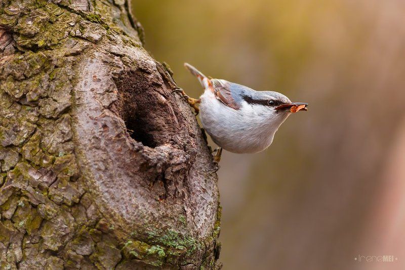 birds, eurasian nuthatch, kharkiv, nature, nest material, sitta еuropaea, tree, ukraine, поползень обыкновенный Весеннее строительство фото превью