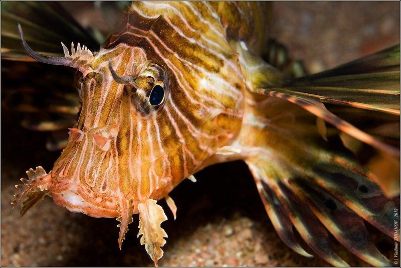 - Эй, не стойте слишком близко - я тигрёнок, а не киска! :) фото превью