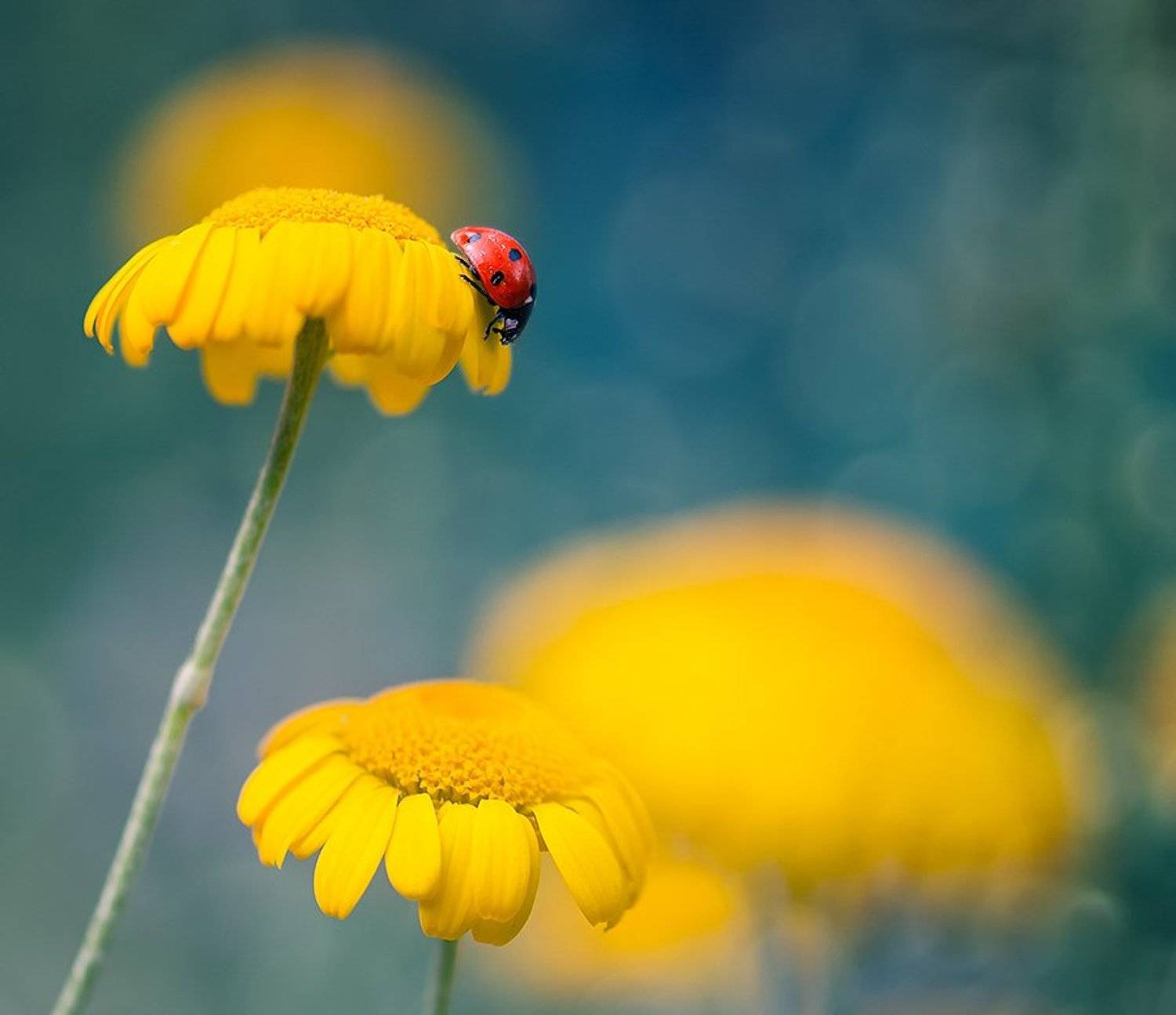 , Красимир Матаров