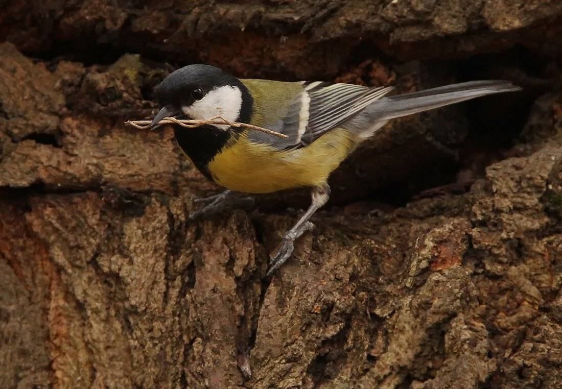 , Игорь Олейник