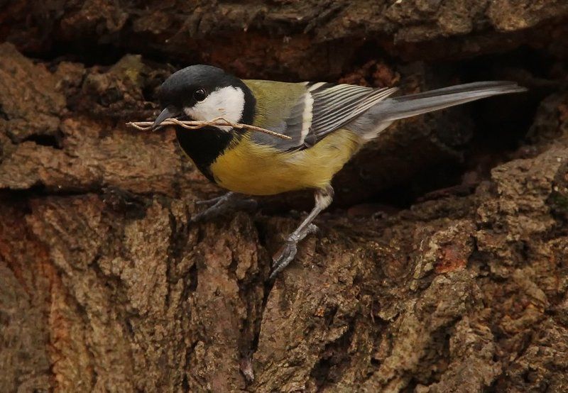 Вот и наступила весна! фото превью