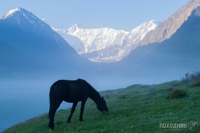 Чёрная лошадь на фоне Белухи фото превью
