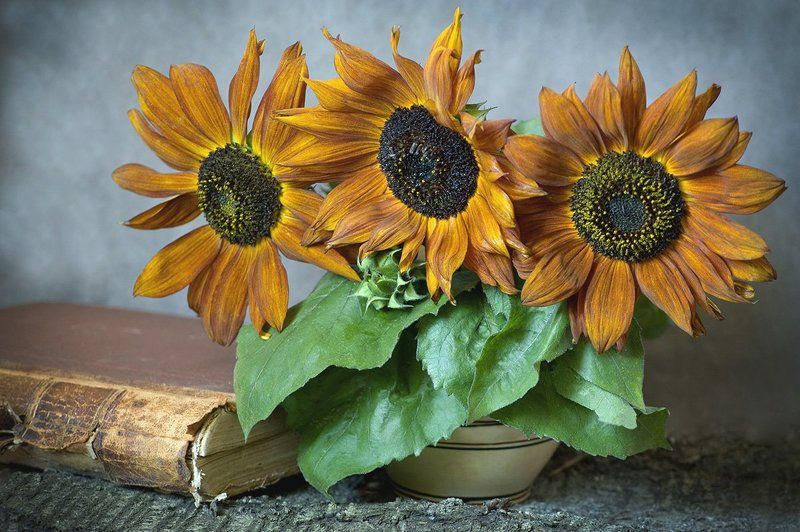 О трех подсолнухах фото превью