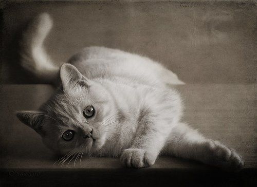 Котобанда :)