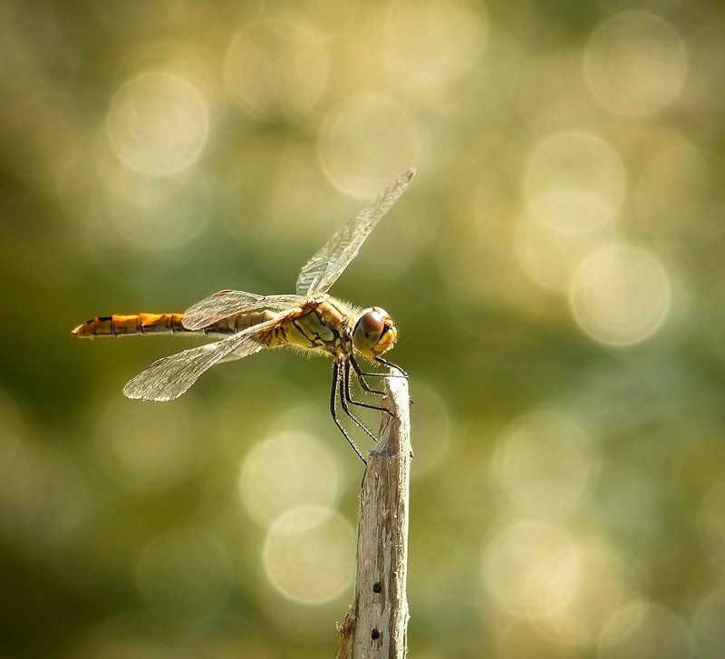 стрекоза СТРЕКОЗУЛЬКИ И СТРЕКОЗЛЫ(часть вторая) фото превью