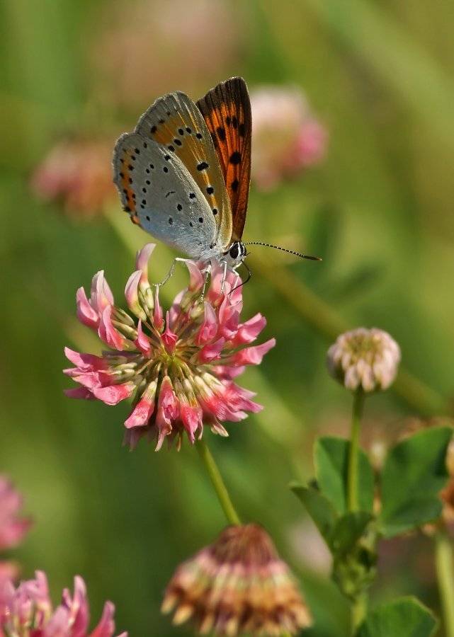 , Чепленко Алексей