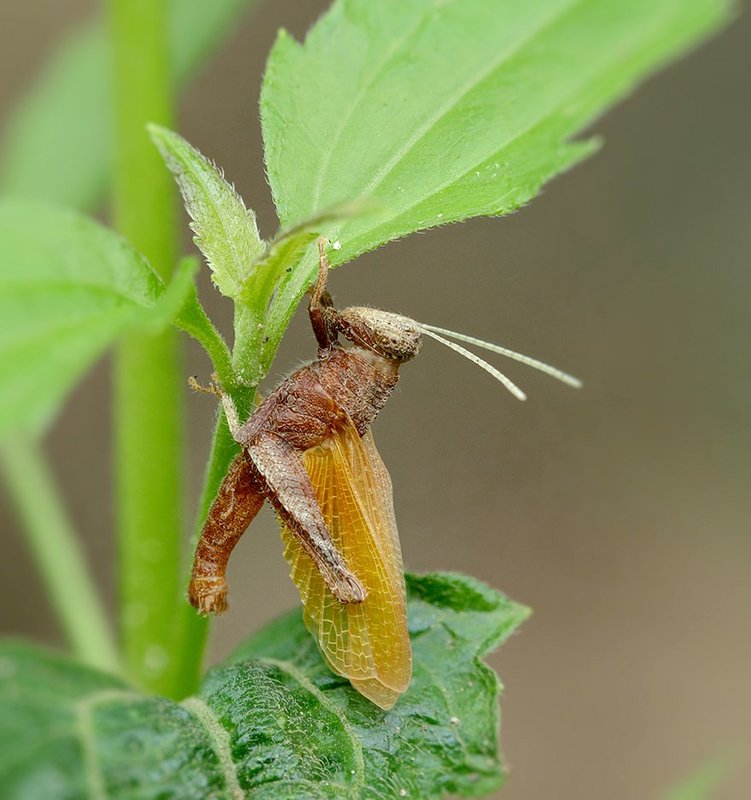 Диабло... фото превью