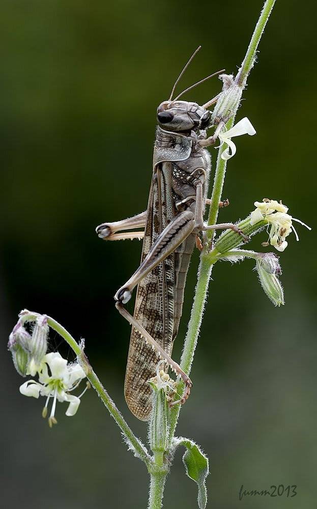 , Игорь ФУММ