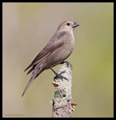 Буроголовий коровий трупиал (самка) - Brown-headed Cowbird (female)