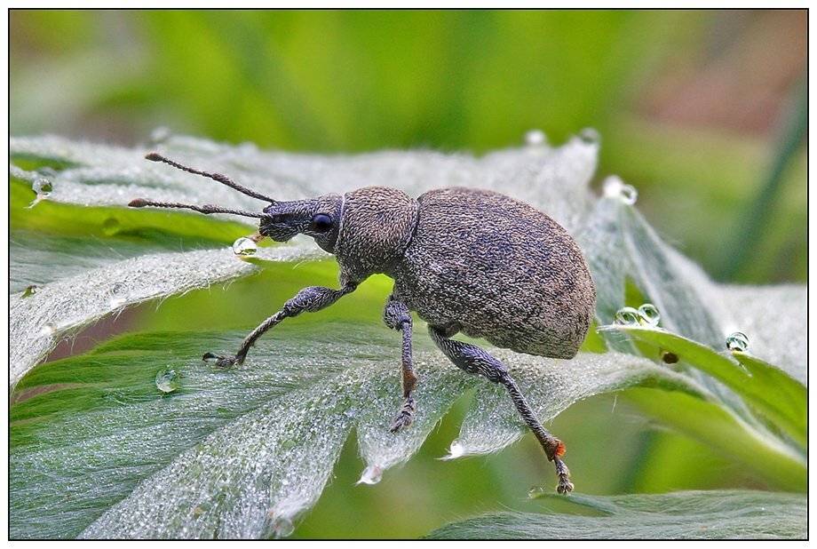 otiorrhichus, ligustici, Евгений Комаров
