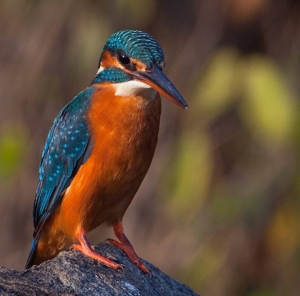 , Андрей Канышев