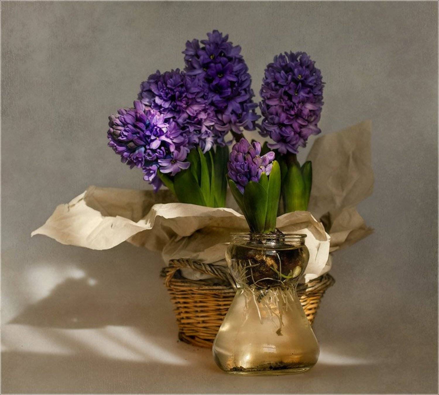 foto liubos, натюрморт, гиацинты, Любовь Селиванова