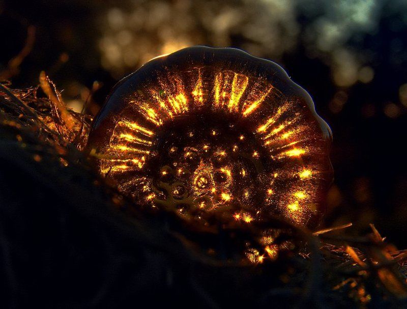 The sun is falling down фото превью