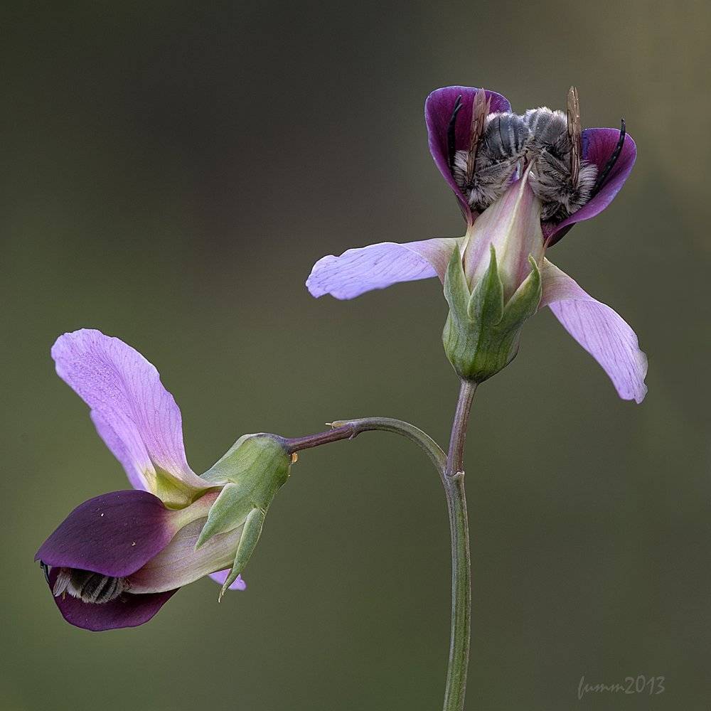 , Игорь ФУММ