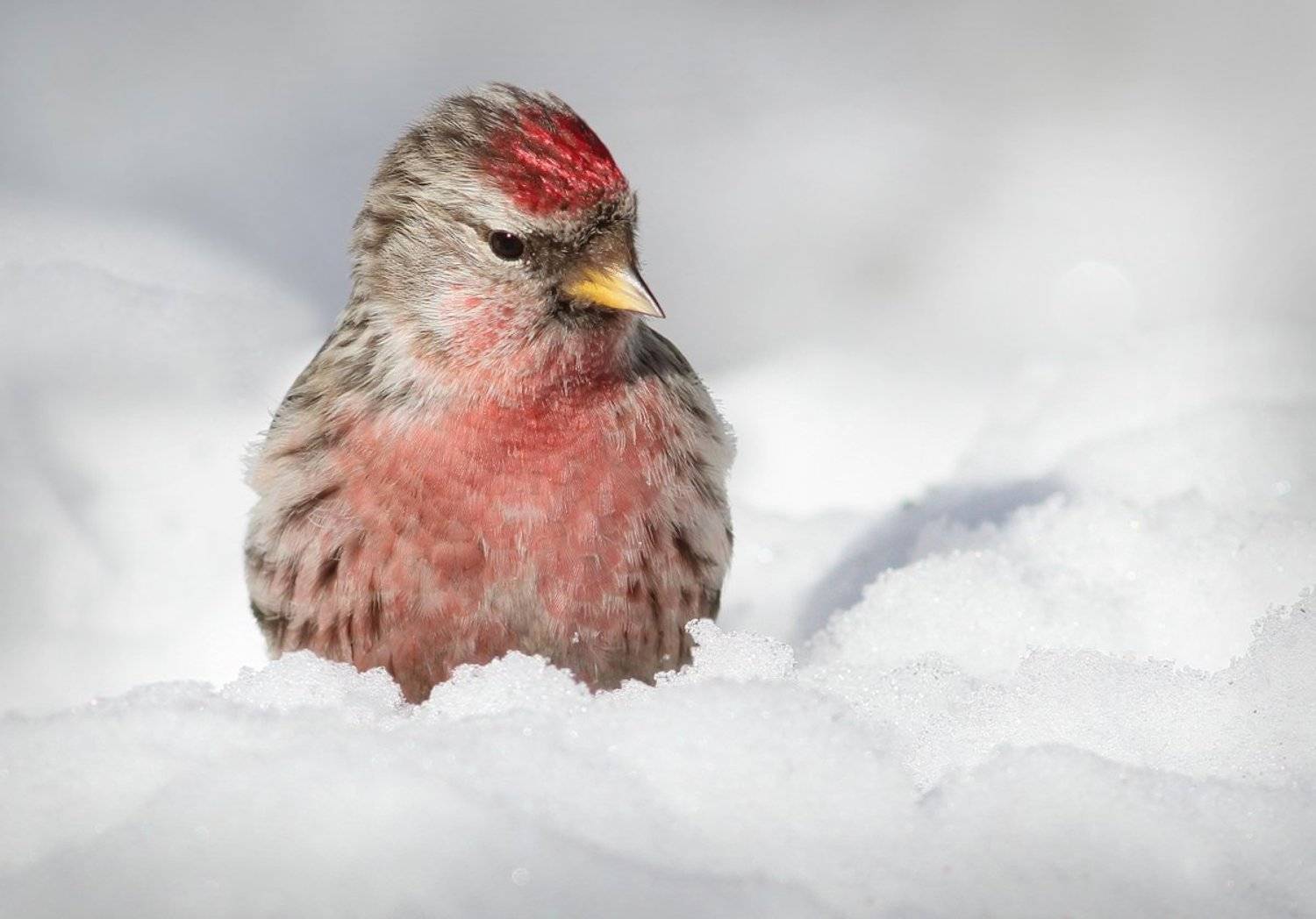 , Зоя Лаптева