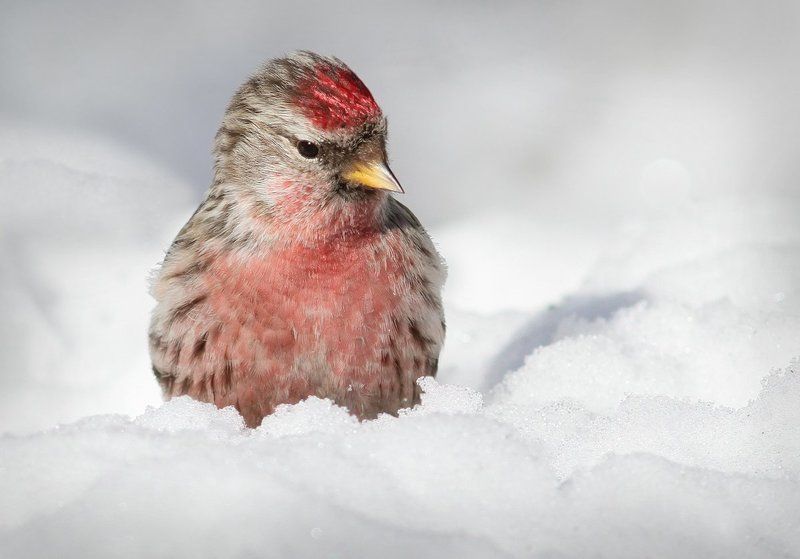 В красной рубашоночке... фото превью