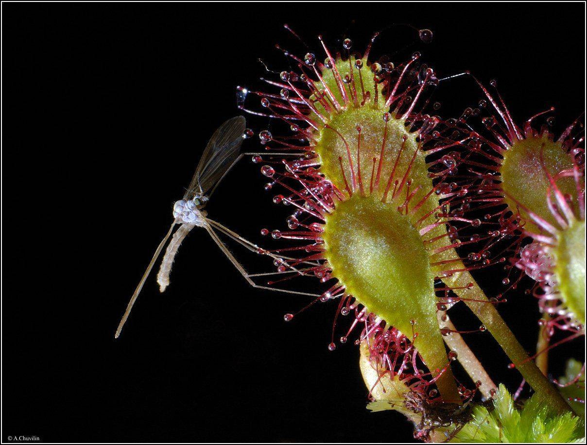 комар,росянка,болото,страхи, Александр Чувилин