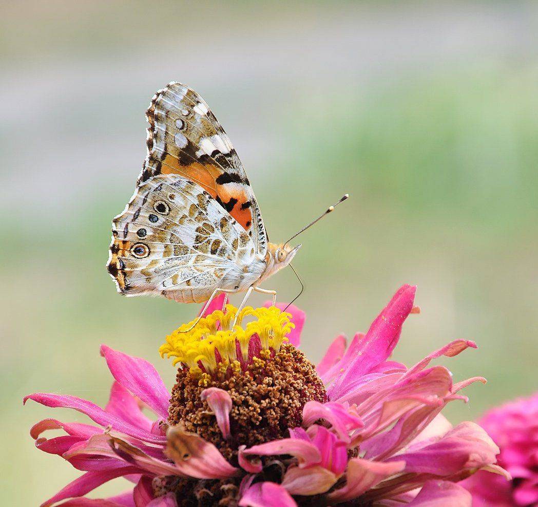 , Игорь Олейник