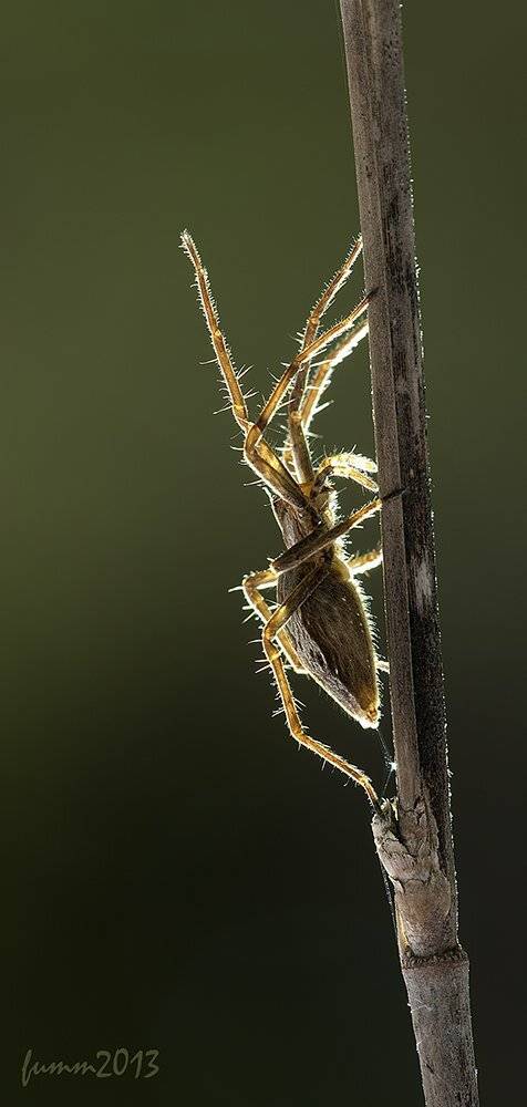 , Игорь ФУММ