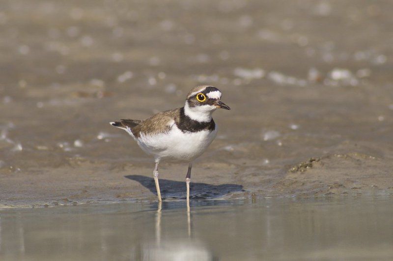 малый, зуек Про жизнь зуйков и ... фотографа фото превью