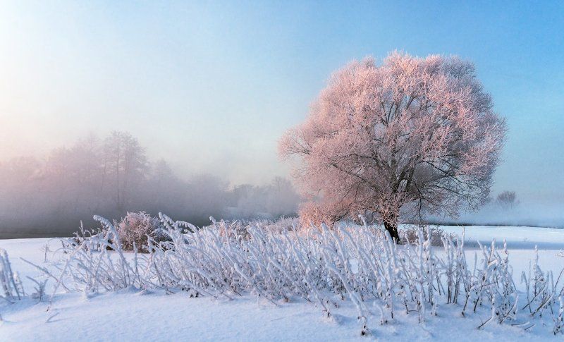 - Пап, а розовое дерево существует? -Нет сынок, это фантастика ) фото превью