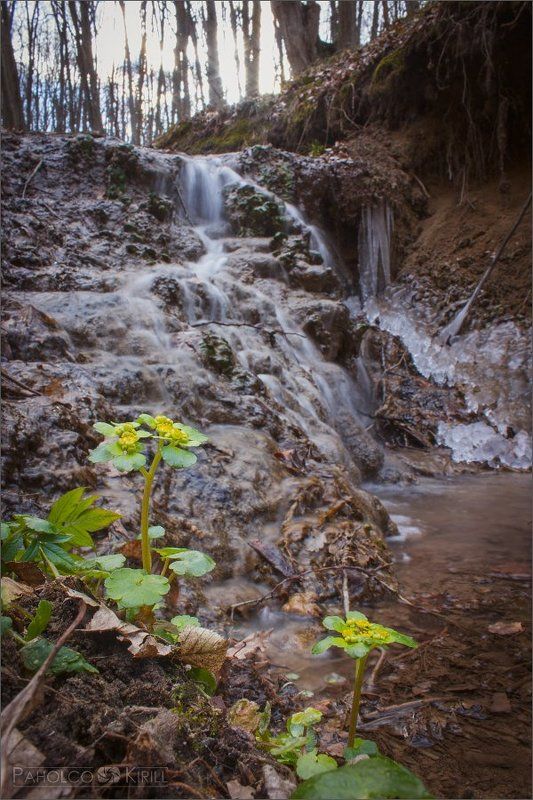 *** фото превью