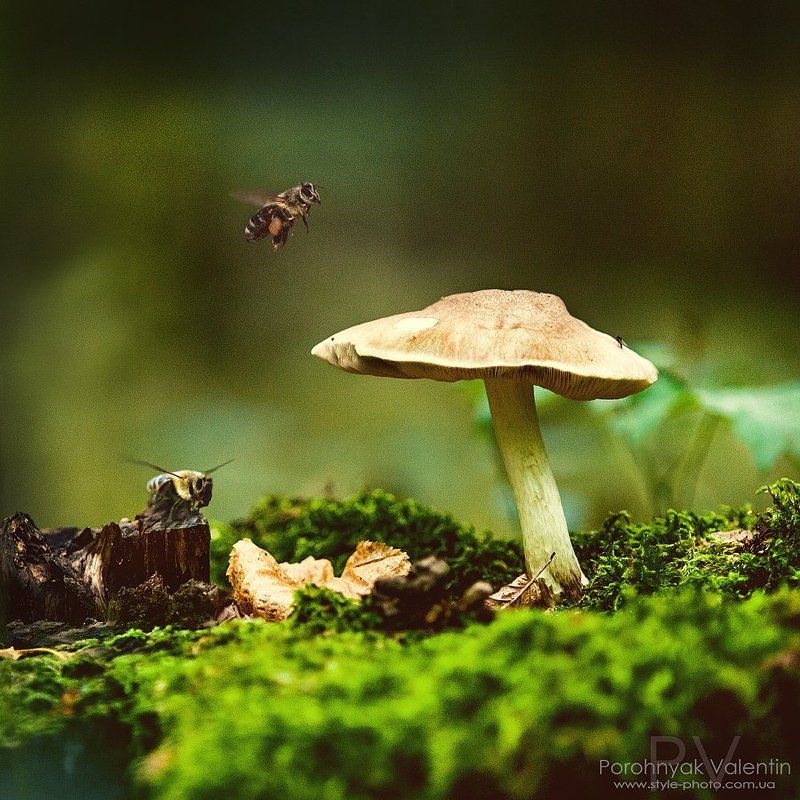 фото превью
