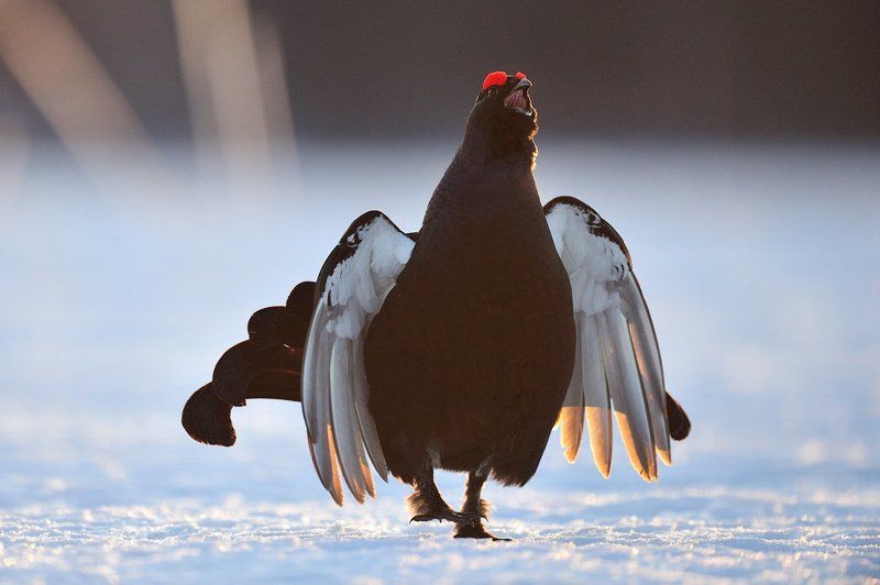 Зовущий весну фото превью