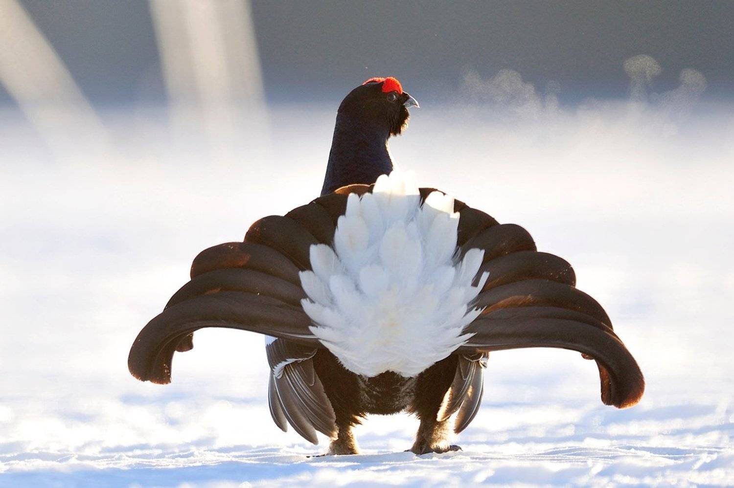 , Алексей Тищенко