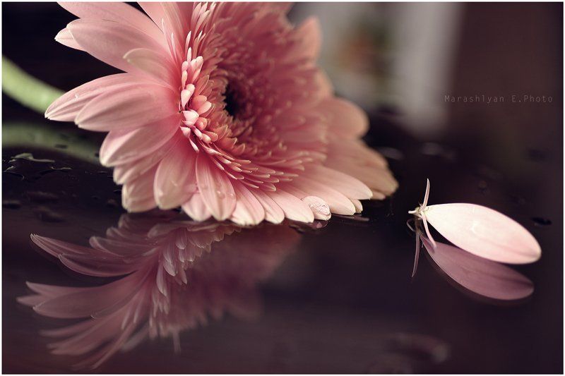 Ա. фото превью