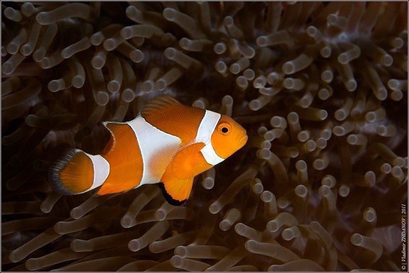 Полу-у-ундра-а-а! фото превью